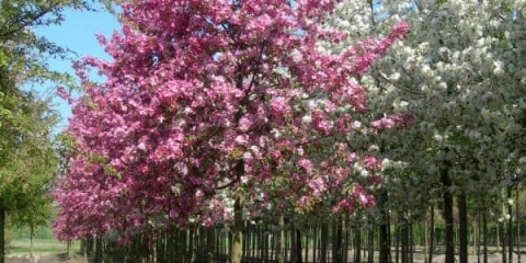 Sve o ukrasnom stablu jabuke rudolf